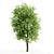 Corona Ash Tree: Elegant 3-Trunk Fraxinus 3D model small image 2