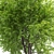 Corona Ash Tree: Elegant 3-Trunk Fraxinus 3D model small image 3