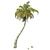 Exquisite Chinese Fan Palm: Detailed, Optimized, Realistic 3D model small image 1