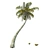 Exquisite Chinese Fan Palm: Detailed, Optimized, Realistic 3D model small image 3