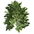  Pristine American Holly Shrub 3D model small image 3