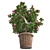 American Holly Shrub: Lush Blooms 3D model small image 3