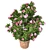 American Holly Shrub: Lush Blooms 3D model small image 4