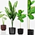 Tropical Alcoasia Plants Set 3D model small image 1