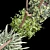 Hanging Plant Trio: Dyshidia, Chlorophytum, Heder 3D model small image 3