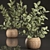 Indoor Plant Collection: Ficus Elastica in Rattan Basket 3D model small image 1