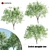 Velvet Mesquite Tree: 4.5-5.5m Height 3D model small image 1