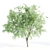 Velvet Mesquite Tree: 4.5-5.5m Height 3D model small image 4