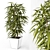 Ficus Ali: Beautiful Indoor Plant 3D model small image 1