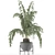 Exotic Palm: House Plant 42 3D model small image 4