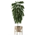 Exotic Palm Tree: Single Plant 13 3D model small image 2