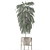 Exotic Palm Tree: Single Plant 13 3D model small image 3