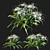 Coastal Hymenocallis Tree 3D model small image 1