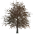 Seasonal Oak Tree: Summer & Autumn 3D model small image 1