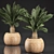 Tropical Exotic Collection: Cycas Palms & Indoor Plants 3D model small image 1