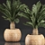 Tropical Exotic Collection: Cycas Palms & Indoor Plants 3D model small image 2