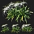 Tropical Splendor: Hymenocallis Littoralis 04 3D model small image 1