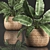 Exotic Indoor Plant Collection 3D model small image 2