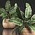 Exotic Indoor Plant Collection 3D model small image 3