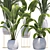 Tropical Plant Collection: Palm & Banana 3D model small image 2