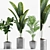 Exotic Paradise Ficus Majesty Palm 3D model small image 1