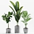 Exotic Paradise Ficus Majesty Palm 3D model small image 2