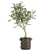 Exotic Olive Tree in Rattan Basket  3D model small image 2