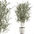 Exotic Olive Tree in White Pot 3D model small image 1