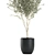 Exotic Olive Tree in Black Planter 3D model small image 4