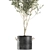 Exotic Olive Tree in Black Vase: Decorative Interior Plant 3D model small image 4