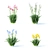 Vibrant Bearded Iris Collection 3D model small image 9