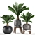 Tropical Palm Collection: Exotic Indoor Plants 3D model small image 1