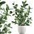 Exotic Indoor Ficus Plant Collection 3D model small image 1