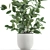 Exotic Indoor Ficus Plant Collection 3D model small image 4