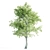 Enchanting 4-Piece Corona Tree Set 3D model small image 4