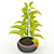 Tropical Foliage: Chinese Evergreens 3D model small image 3
