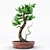 Miniature Bonsai Spruce Tree 3D model small image 1