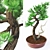 Miniature Bonsai Spruce Tree 3D model small image 2