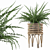 Indoor Fern Plant: High-quality 3D Model 3D model small image 1