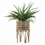Indoor Fern Plant: High-quality 3D Model 3D model small image 4