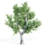 Tall Tree Set: 9m-14m 3D model small image 3