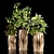 Tropical Plant Set: Croton, Ficus, Limon 3D model small image 3