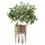 Ficus Benjamina 02 - 3D Plant Collection 3D model small image 3