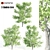 Tall Linden Trees - 9.35m, 9.8m, 10m 3D model small image 1