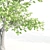 Tall Linden Trees - 9.35m, 9.8m, 10m 3D model small image 2