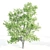 Tall Linden Trees - 9.35m, 9.8m, 10m 3D model small image 4