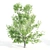 Tall Linden Trees - 9.35m, 9.8m, 10m 3D model small image 5