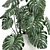 Monstera Plant | White Vase | Exotic Indoor Plant 3D model small image 4