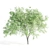 4 Tree Set: Ash, Mesquite, Poplar, Pine 3D model small image 3