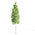 4 Tree Set: Ash, Mesquite, Poplar, Pine 3D model small image 5